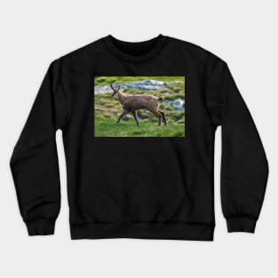 Male mountain goat Crewneck Sweatshirt